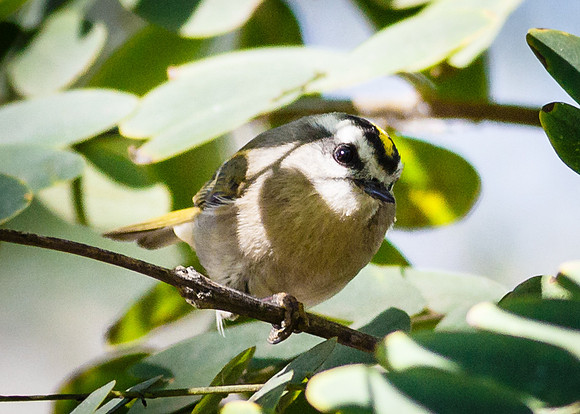 Golden-crowned Kinglet