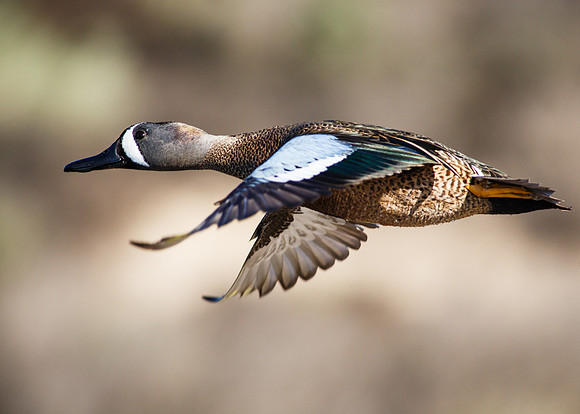 Blue-winged Teal