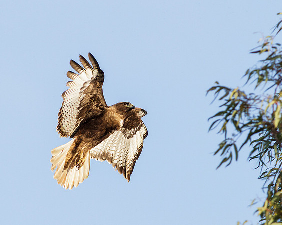 Female Red-Tailed Hawk in flight