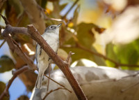 Plumbeous Vireo