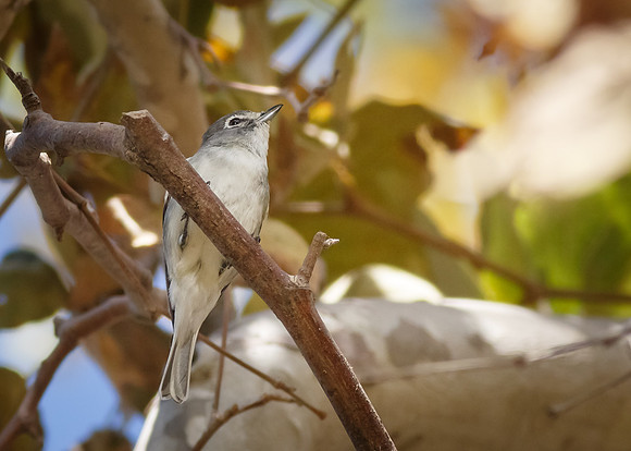 Plumbeous Vireo