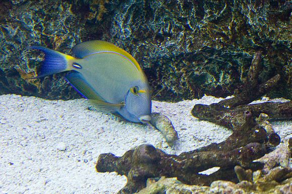 LB-aquarium-0671