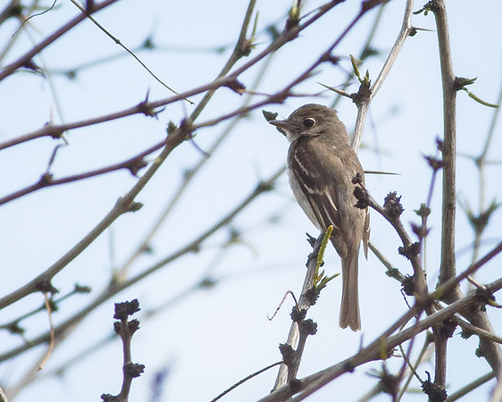 Dusky Flycatcher