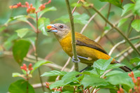 Female Cherrie's Tanager