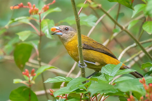 Female Cherrie's Tanager