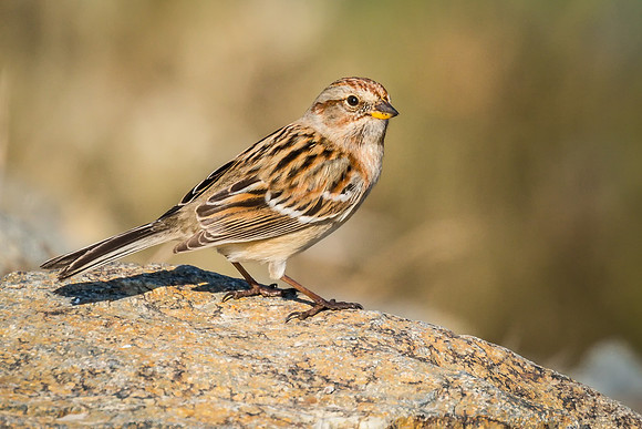 American Tree Sparrow
