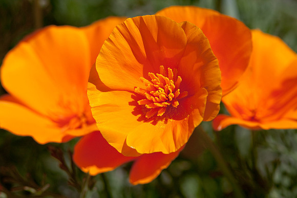 CSUF-arb-7688