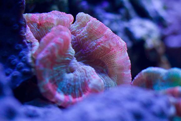LB-aquarium-0482