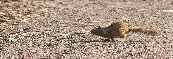 On the run