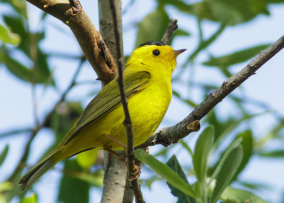Wilson's Warbler