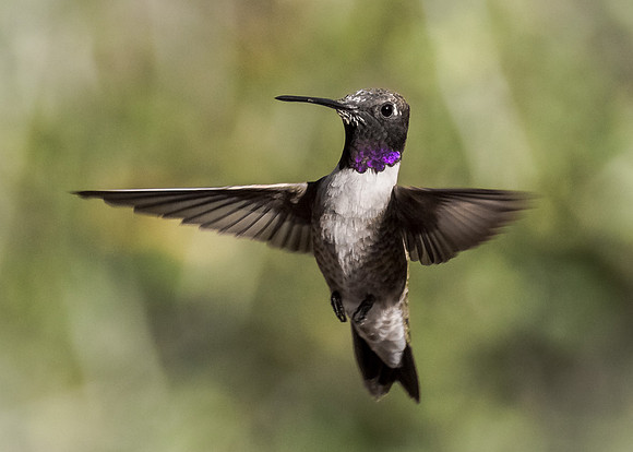 Hovering Hummer