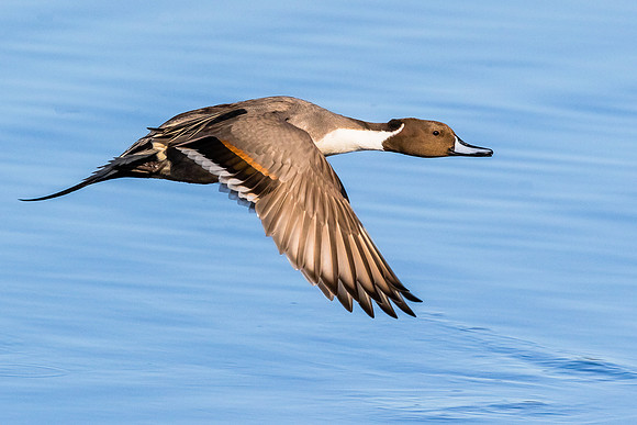 Pintail flight