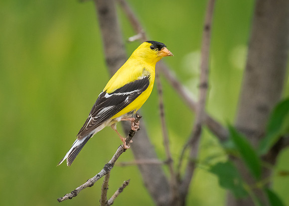 American Goldfinch