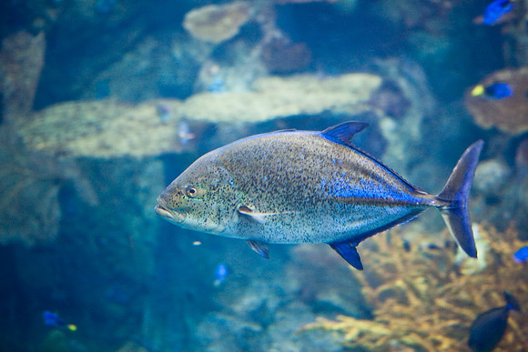 LB-aquarium-9922