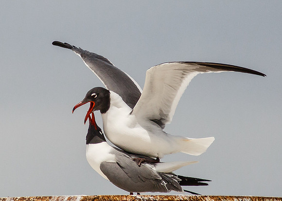 Laughing Gulls Mating....