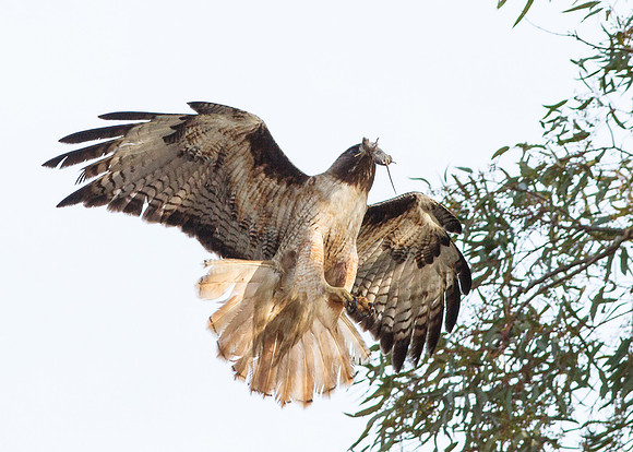 Male Red-Tailed hawk with prey