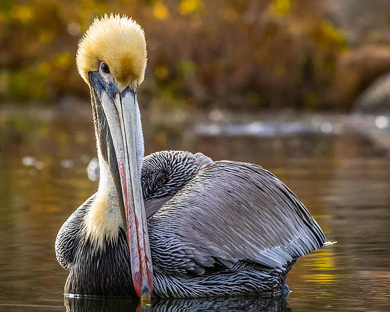 Brown Pelican