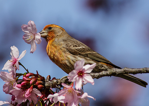 House Finch