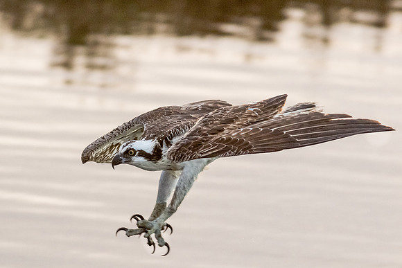 That fish is mine.....