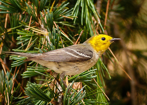 Hermit Warbler