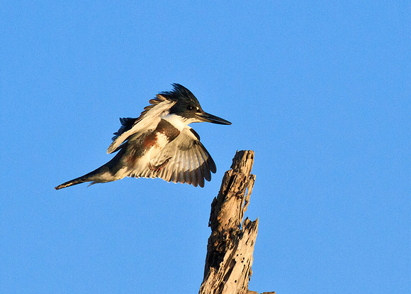 In for a landing