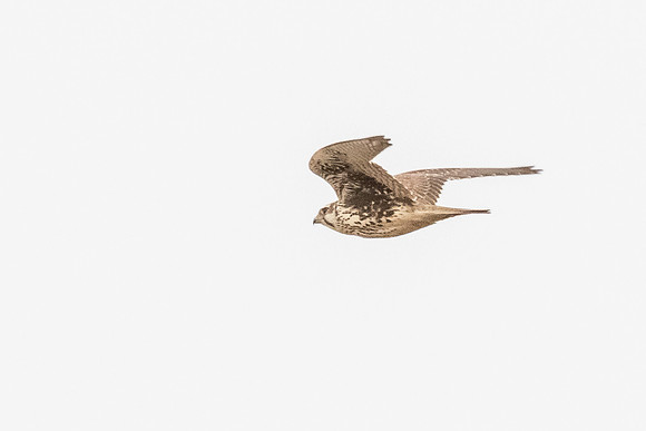falcon