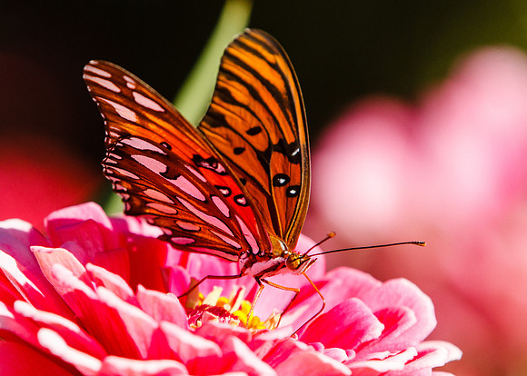 Gulf Fritillary Butterfly