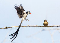 Pin-tailed Whydah