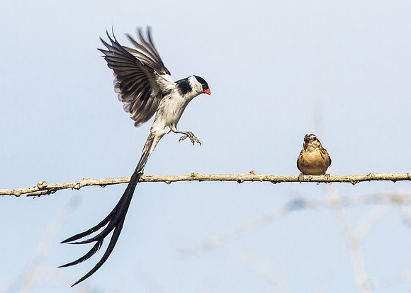 Pin-tailed Whydah