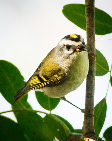 Golden-crowned Kinglet