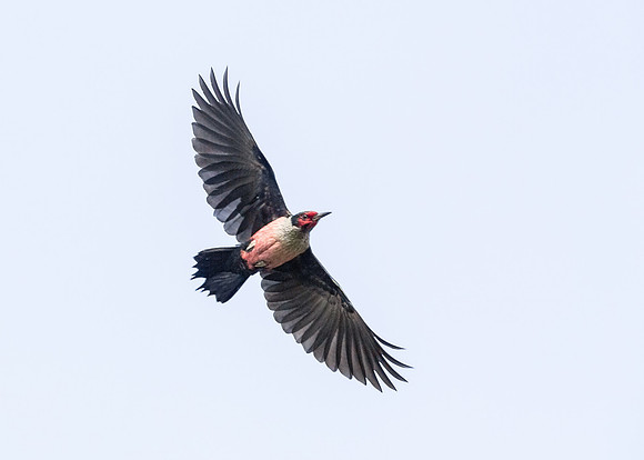 Lewis's Woodpecker