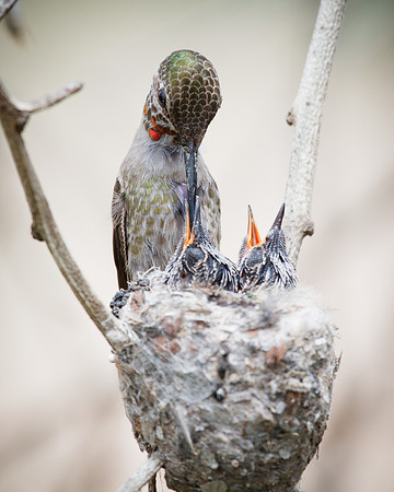 Feeding time