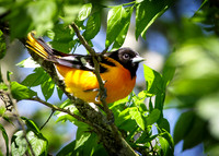 Baltimore Oriole