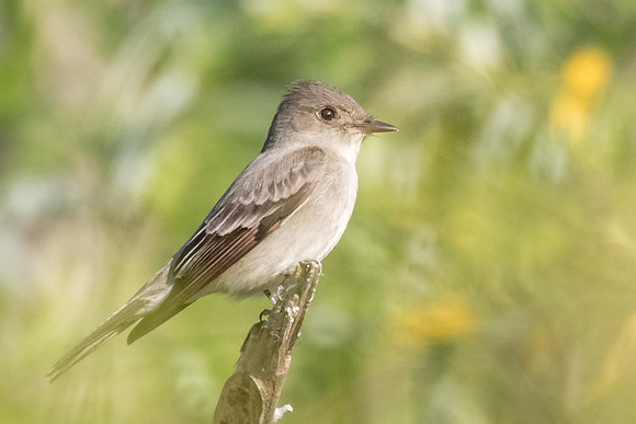 flycatcher