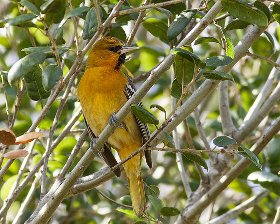 Bullocks  Oriole