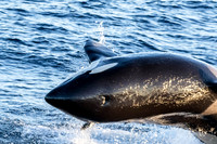 LB-WhaleWaching-2015-6309