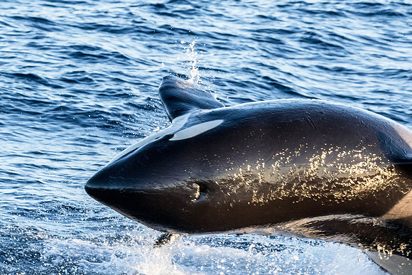 LB-WhaleWaching-2015-6309