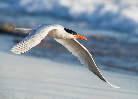 Royal Tern