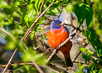 Painted Bunting