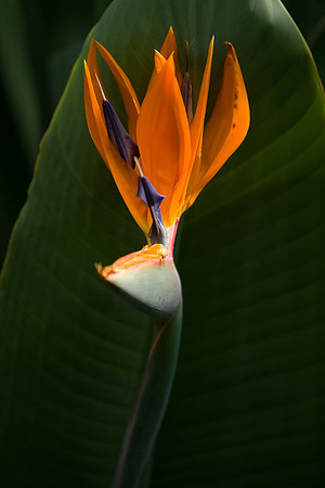 La-arboretum-5