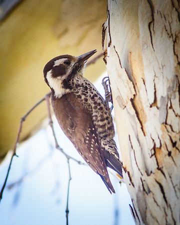 Arizona Woodpecker