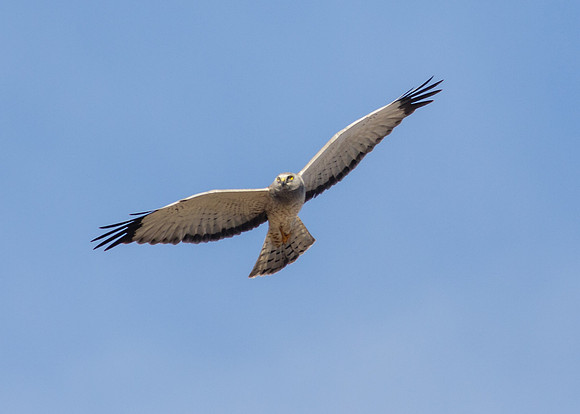 BolsaChica-2014-0741