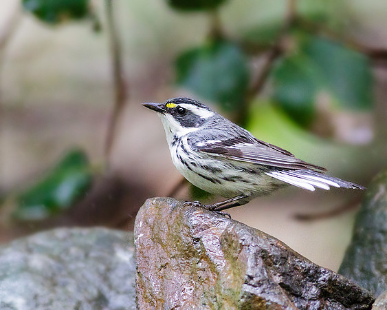 Black-throated Gray Warbler