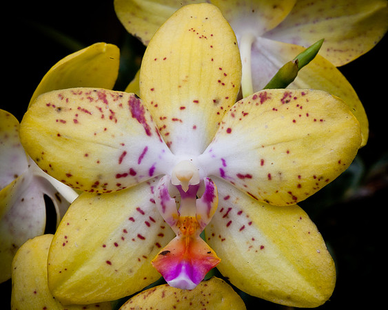 Yellow Orchid - Phalaenopsis