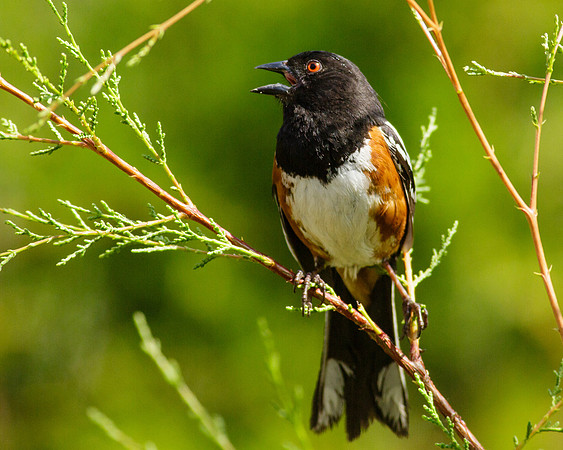Male Spotted Towhee