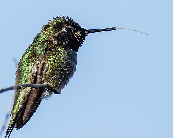 Male Anna's Hummingbird