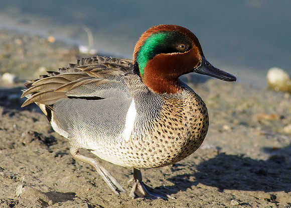 Green-winged Teal