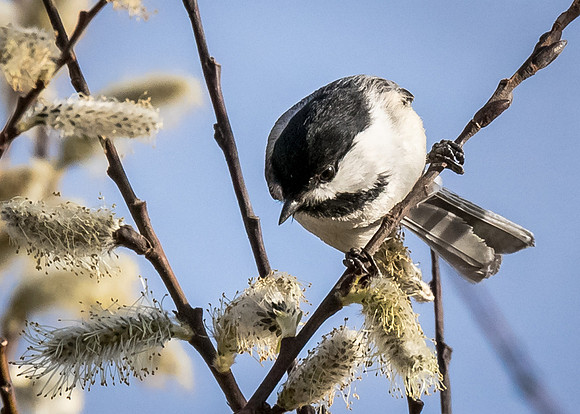 Black-capped Chickadee