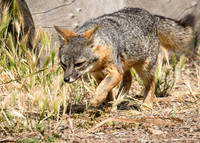 ChannelIslandsNP-0616-1325