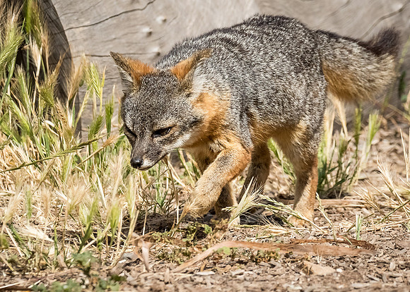 ChannelIslandsNP-0616-1325